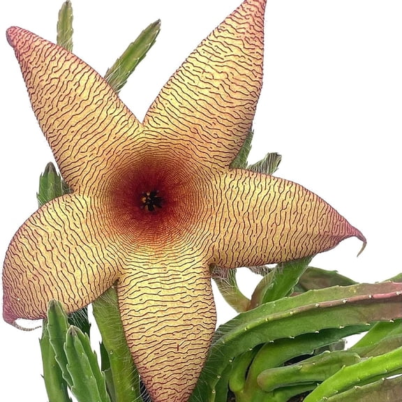 BubbleBlooms Stapelia Gigantea, Rare Huernia Giant Starfish Flower, Zulu Carrion- 4 inch Pot