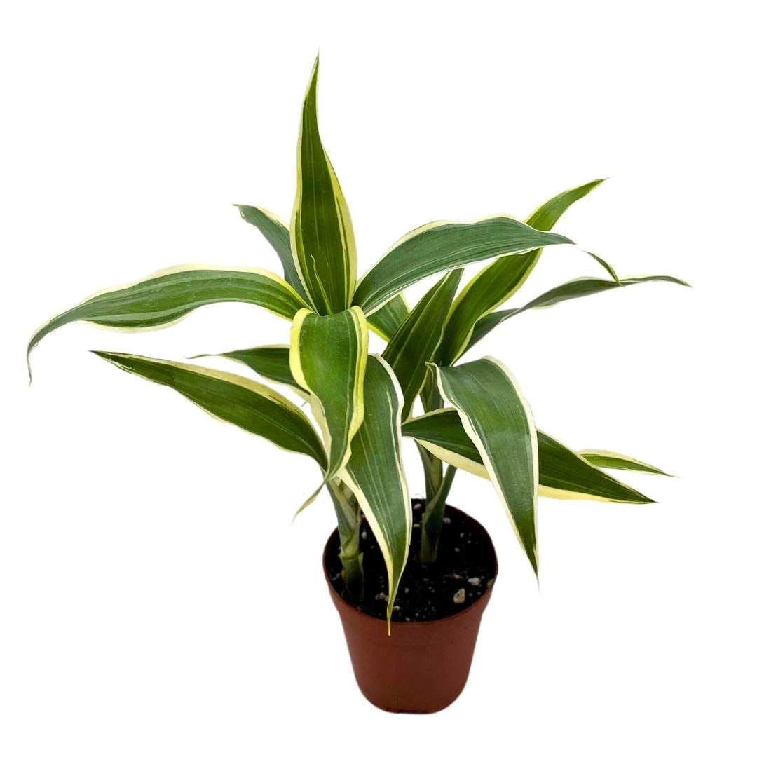 pflanze elefantenfuß standort Elefantenfuss | Beaucarnea recurvata main image 0