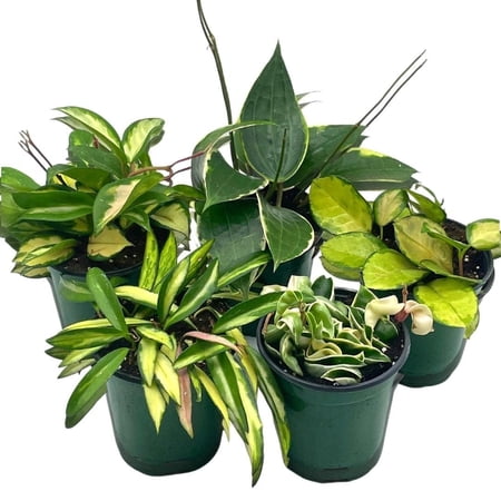 BubbleBlooms Variegated Hoya Assortment Set, Hindu Rope, Wayetii, Australis, Macrophylla, Krimson Princess 4-inch Pots