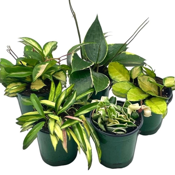 BubbleBlooms Variegated Hoya Assortment Set, Hindu Rope, Wayetii, Australis, Macrophylla, Krimson Princess 4-inch Pots
