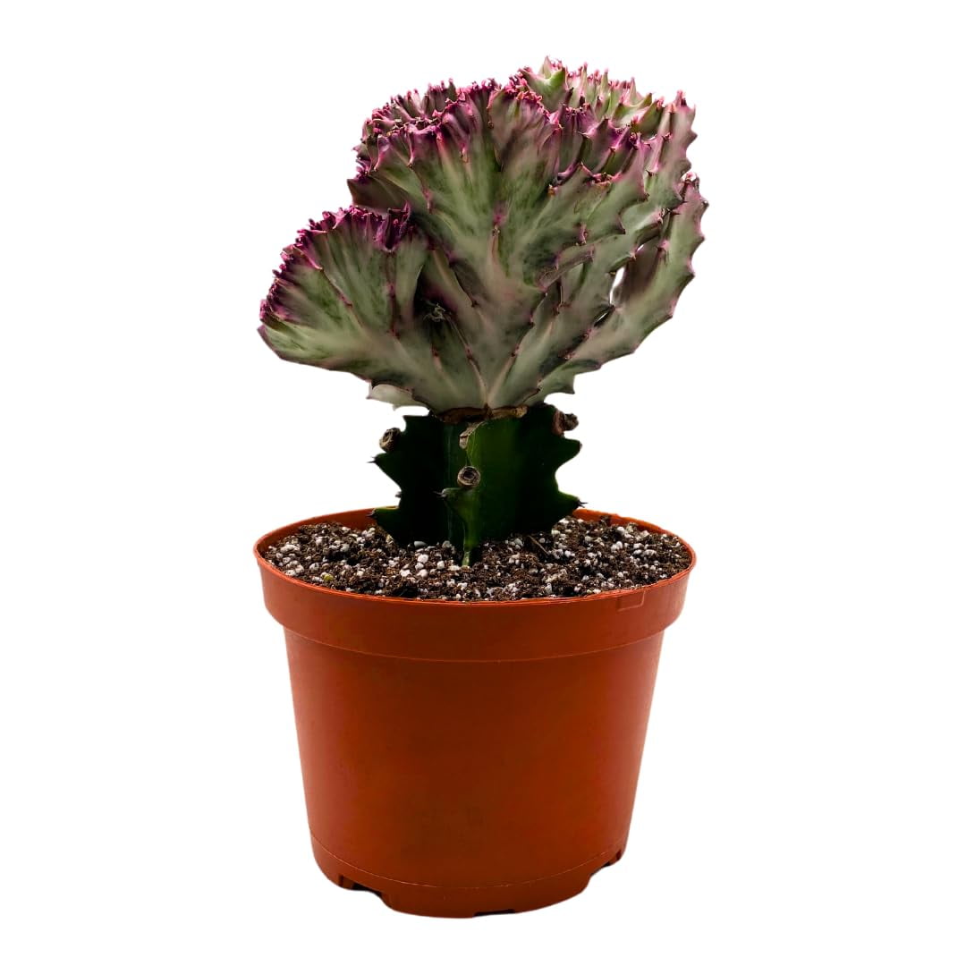 Flowering Mermaid Tail Cactus