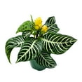 thumbnail image 1 of Zebra Plant, Aphelandra squarrosa, Zebraplant in a 4 inch Pot, 1 of 7