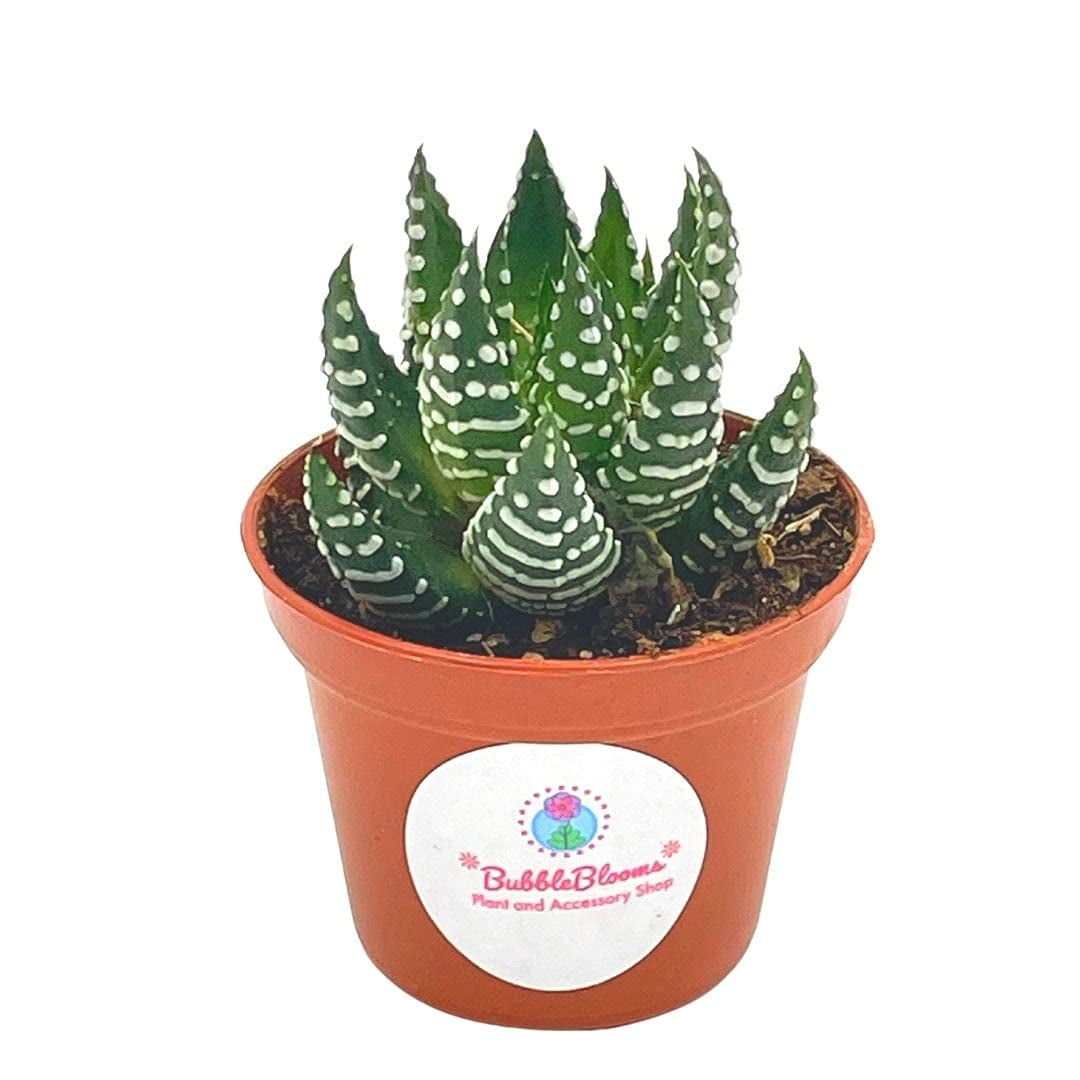 Zebra haworthia Cactus, 2 inch Succulent Haworthia Fasciata, Haworthia  Attenuata - Walmart.com