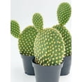 thumbnail image 1 of Bubbleblooms Bunny Ear Prickly Pear Cactus Opuntia microdasys, Bunny Ears Cactus 4-inch Pot, 1 of 5