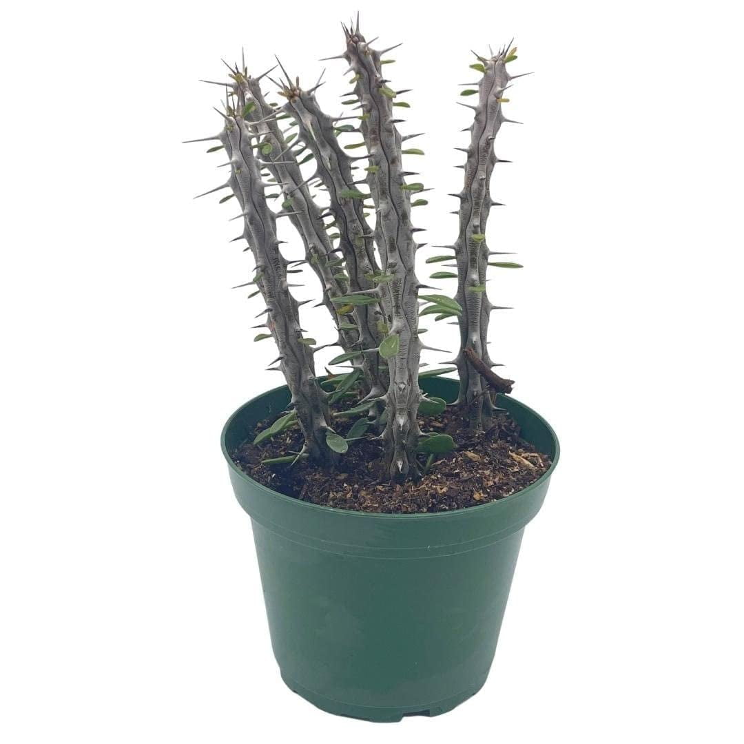 Bubbleblooms Madagascar Ocotillo (Madigascan) African Alluaudia Procera, White Cactus- 4 Inch