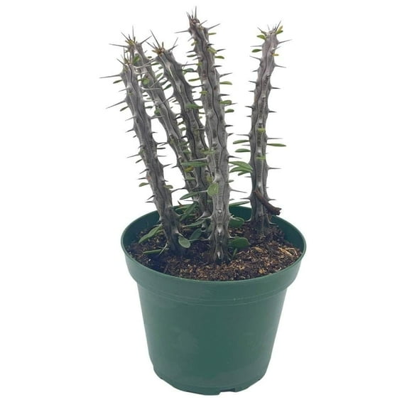 Bubbleblooms Madagascar Ocotillo (Madigascan) African Alluaudia Procera, White Cactus- 4 Inch