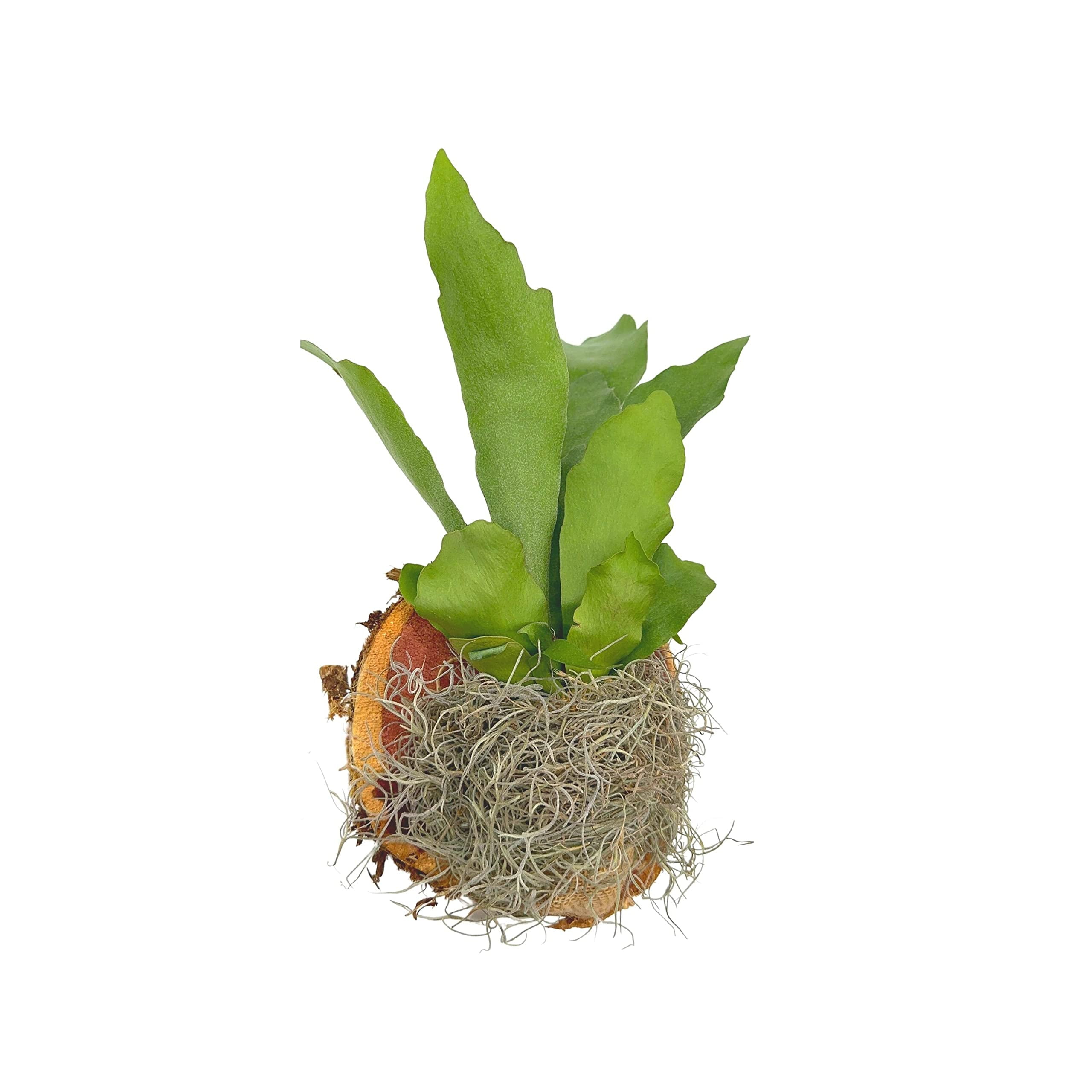 Bubbleblooms Staghorn Fern Plaque Mounted on Cedar Wood Sculpture with Moss