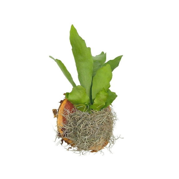 Bubbleblooms Staghorn Fern Plaque Mounted on Cedar Wood Sculpture with Moss