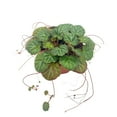 thumbnail image 1 of Bubbleblooms Strawberry Begonia Saxifraga Stolonifera Indoor House Plant 4-inch Pot, 1 of 8