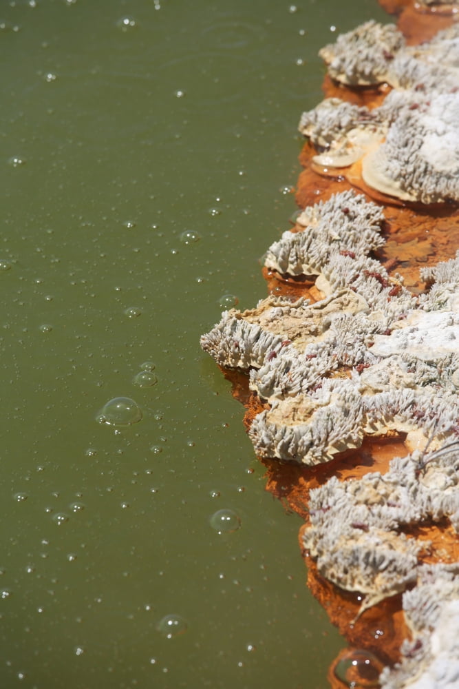 Bubbles rising in Champagne Pool hot spring Wai-O-Tapu Geothermal area New Zealand Canvas Art - Richard RoscoeStocktrek Images (12 x 18)