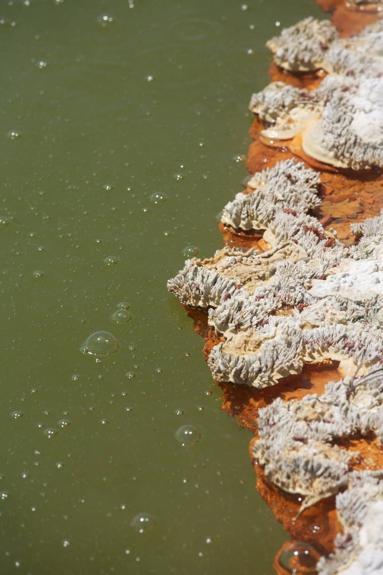 Bubbles rising in Champagne Pool hot spring Wai-O-Tapu Geothermal area New Zealand Canvas Art - Richard RoscoeStocktrek Images (23 x 35)