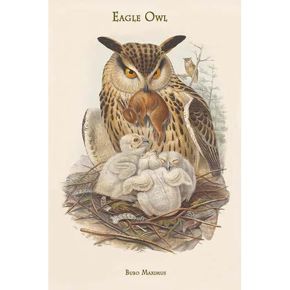 Bubo Maximus - Eagle Owl-Fine Art Canvas Print (20" x 30")