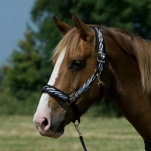 Bucas Dublin Halter (Zebra, Over Size)