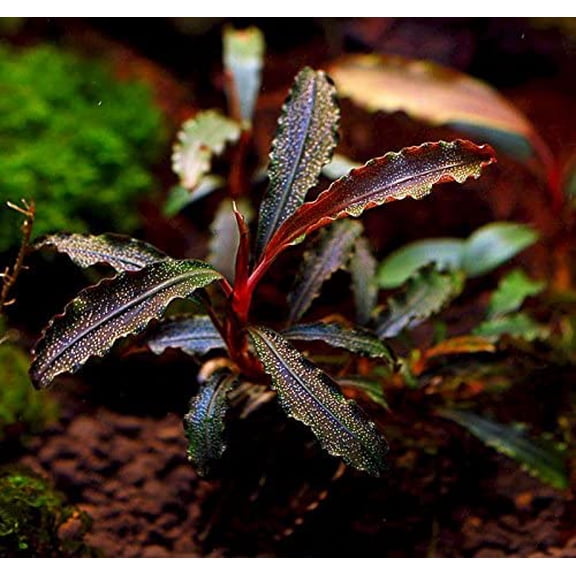 Bucephalandra Kedagang Red - Rare Live Plant for Aquariums and Terrariums