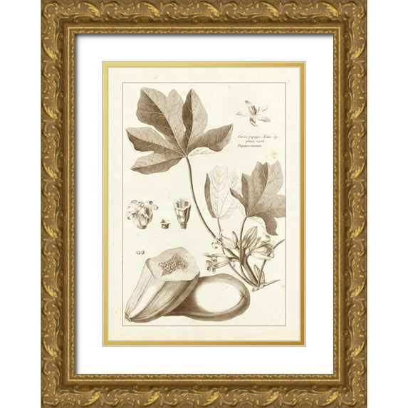 Buchoz, Pierre Josep 11x14 Gold Ornate Wood Framed with Double Matting Museum Art Print Titled - Sepia Buchoz Exotics III