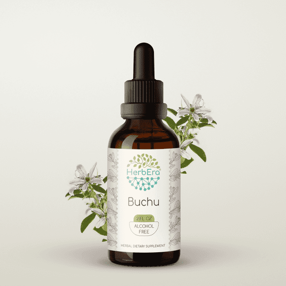 HerbEra Buchu Tincture, Herbal Dietary Supplement for Urinary Health Support, Buchu (Agathosma betulina) Dried Leaf Extract, Natural, Alcohol-Free, Drops 2 oz