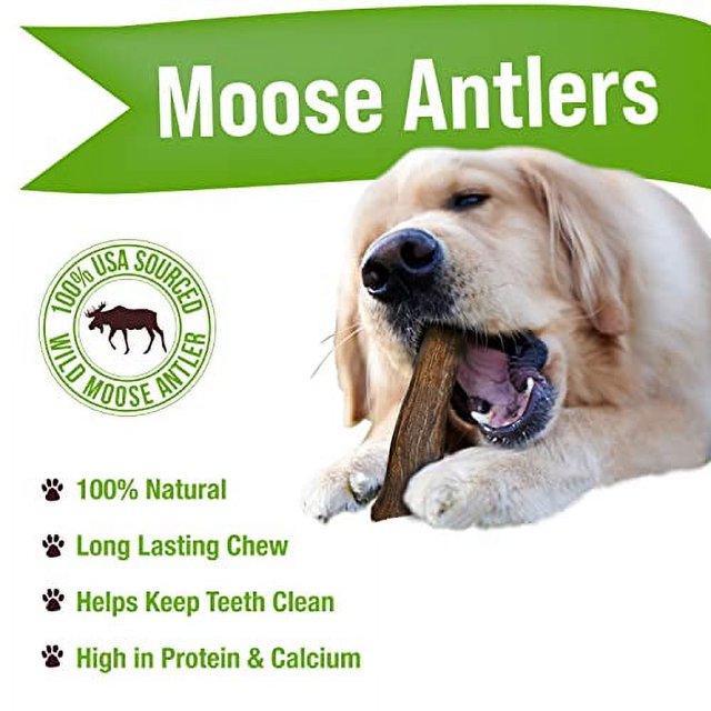 Buck Bone Organics Dog Chews, Moose Antlers for Dogs, Long Lasting Dog
