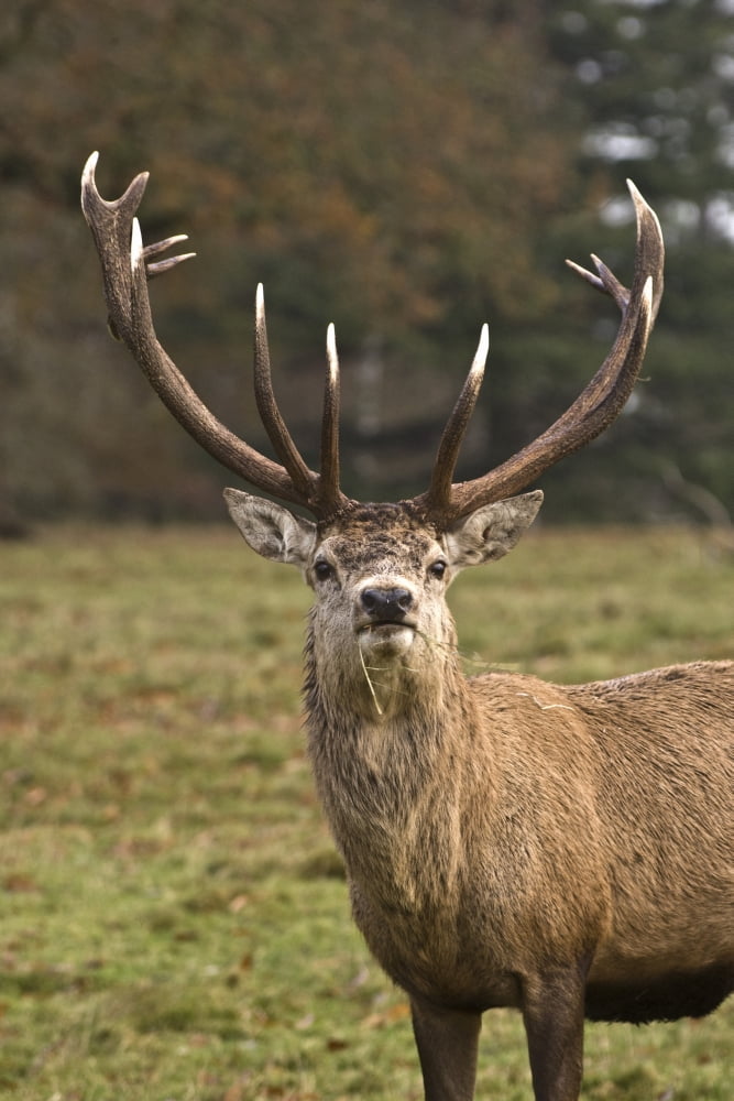 Buck Eating Grass (Cervidae) Canvas Art - John Short Design Pics (24 x 36)
