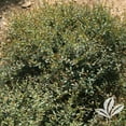 thumbnail image 1 of Buck Jones Nursery - Holly, Dwarf Yaupon (Multiple Sizes) - 3g, 1 of 1