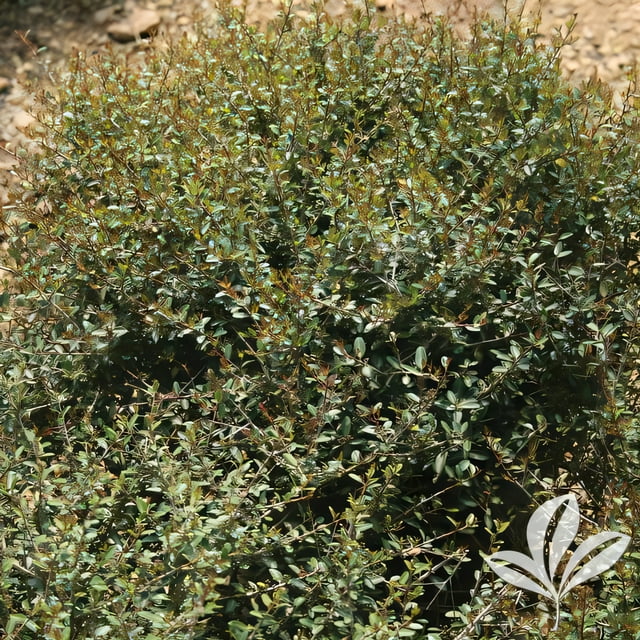 Buck Jones Nursery - Holly, Dwarf Yaupon (Multiple Sizes) - 3g