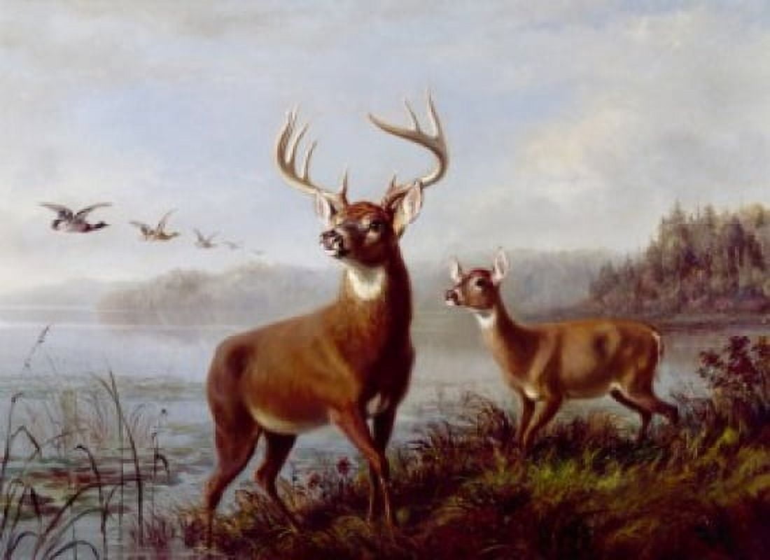 Buck and Doe Alerted by Arthur Fitzwilliam Tait (1819-1905) Canvas Art - Arthur Fitzwilliam Tait (18 x 24)