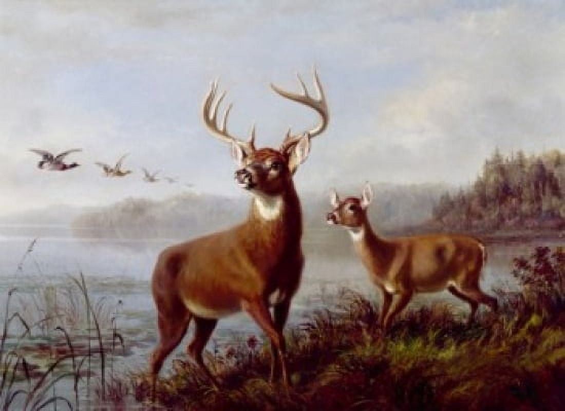 Buck and Doe Alerted by Arthur Fitzwilliam Tait (1819-1905) Canvas Art - Arthur Fitzwilliam Tait (24 x 36)