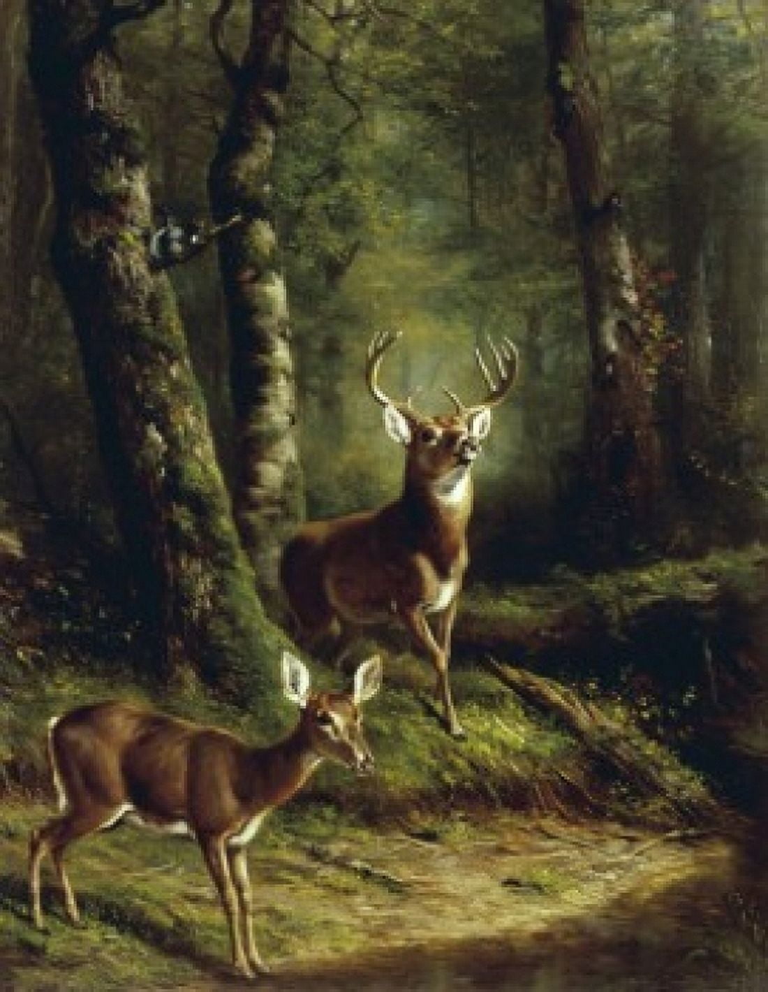 Buck and Doe in the Adirondacks Arthur Fitzwilliam Tait (1819 -1905 American) Canvas Art - Arthur Fitzwilliam (24 x 36)