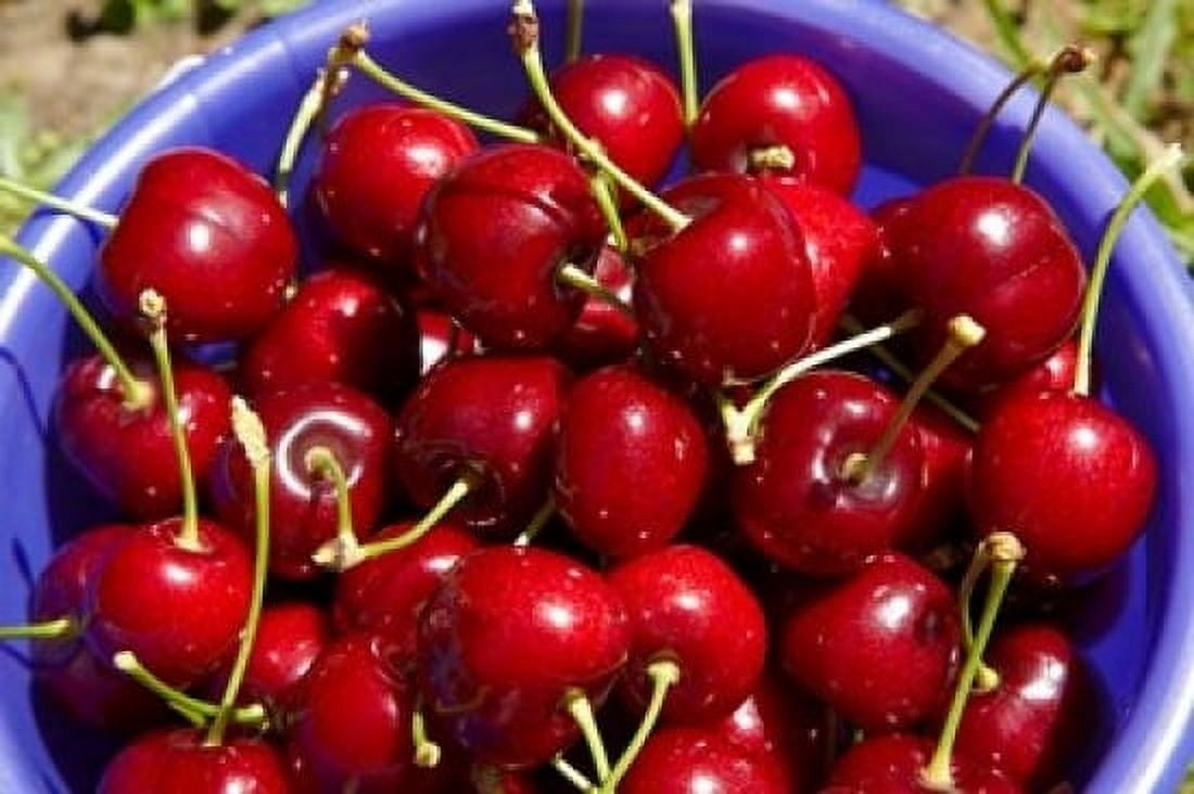 Bucket of cherries Cromwell Central Otago South Island New Zealand Canvas Art - David Wall DanitaDelimont (36 x 24)