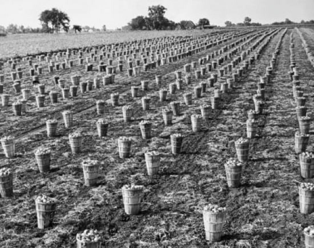 Buckets of onions in a field Evanston Illinois USA Canvas Art - (18 x 24)