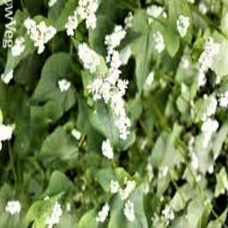 Papaws Garden Buckwheat Cover Crop Plant Seeds
