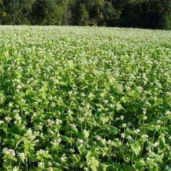 Buckwheat Seed - 20 Lbs.