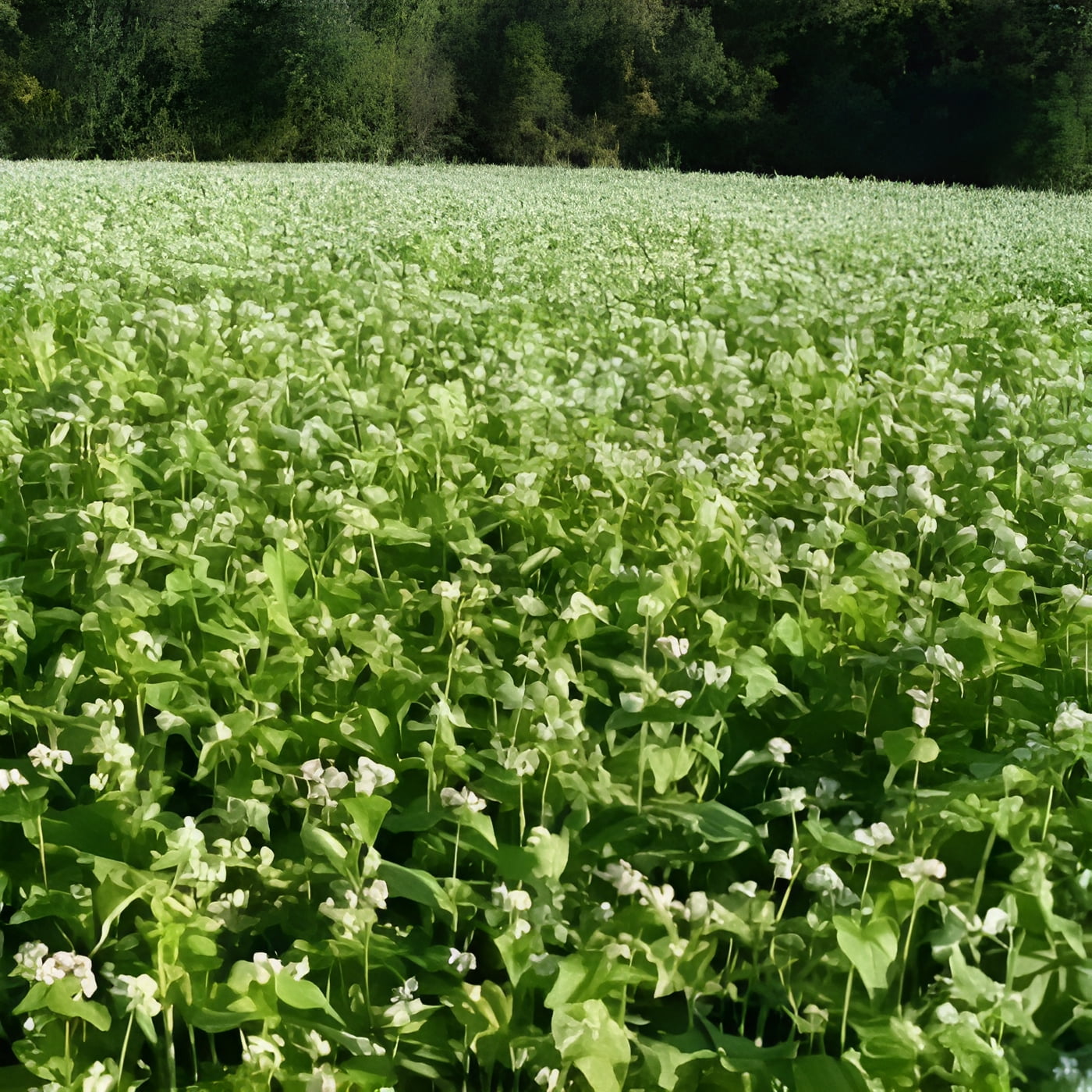 Mancan Buckwheat Seeds 50 Lbs Summer Annual Green Manure Crop