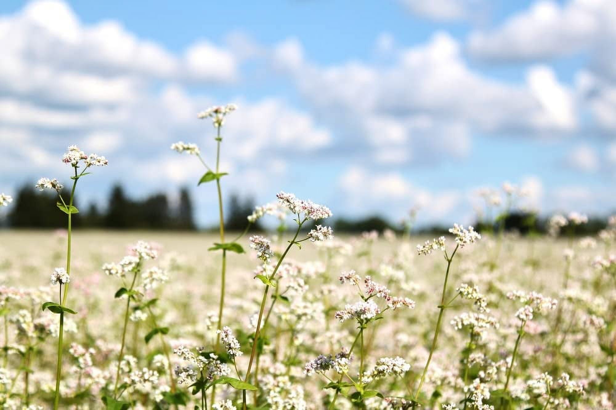 Buckwheat Seeds for Planting - Cover Crop, Grain, Bee Pasture, Pollinator, Wildlife Seed (8 Pounds)