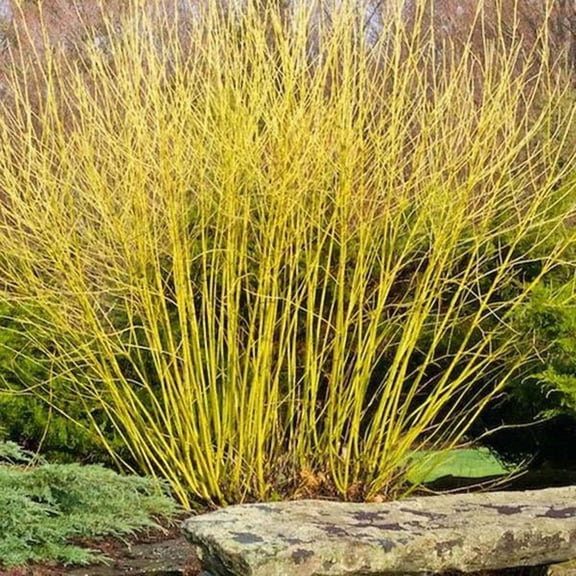Bud's YellowYellow Twig DogwoodVibrant winter color  3 Gallon