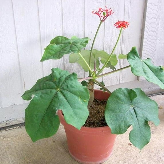 Buddha Belly Plant - Live Plant in a 4 Inch Growers Pot - Jatropha Podagrica - Low Maintenance Indoor Houseplant Elegant and Exotic Tropical Succulent