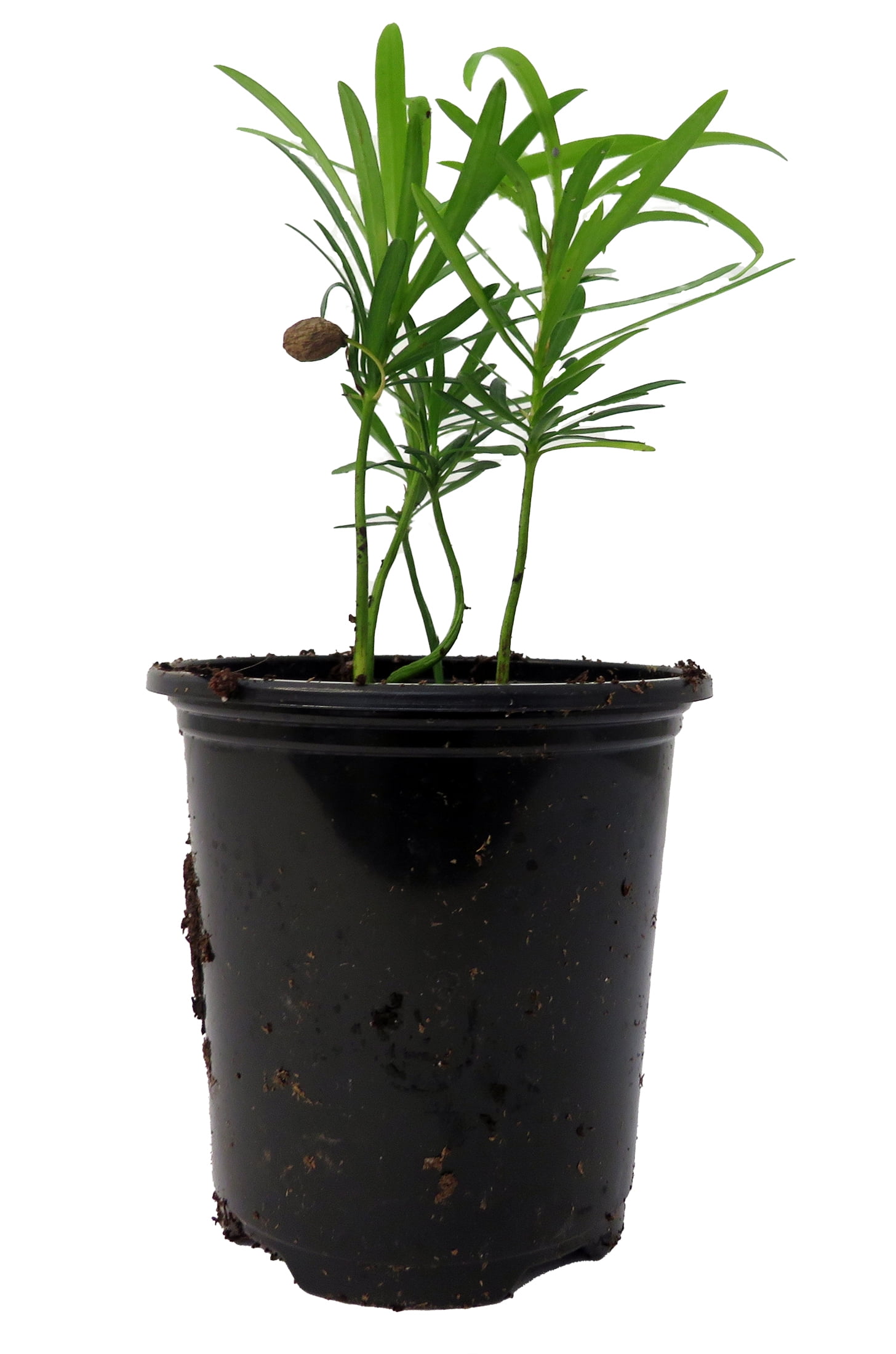 Buddhist Pine Tree - Bonsai/Houseplant - Podocarpus - 4" Pot