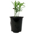 thumbnail image 1 of Buddhist Pine Tree - Bonsai/Houseplant - Podocarpus - 4" Pot, 1 of 4