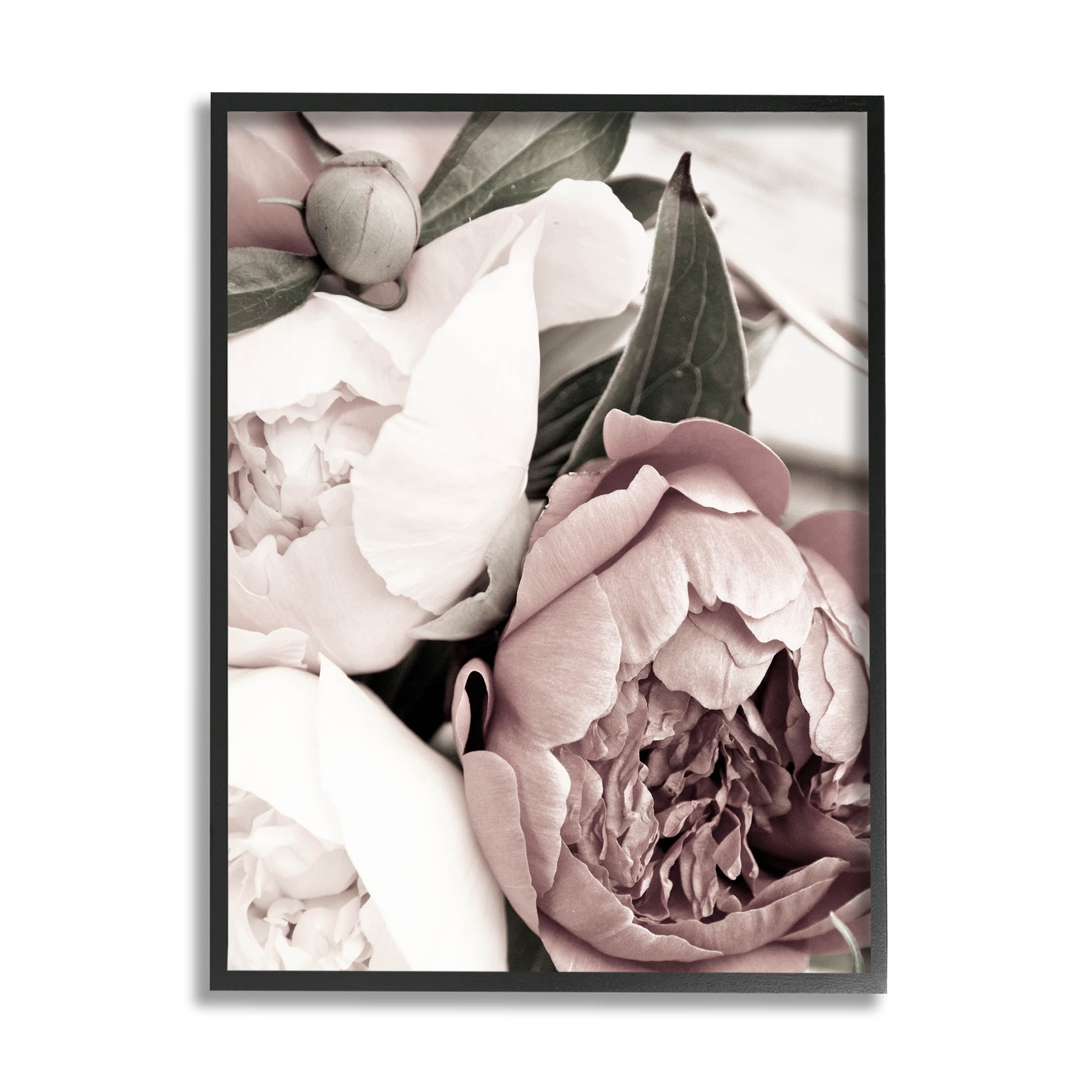 Budding Peony Petals Close Up Botanical & Floral Photograph Black Framed Art Print Wall Art