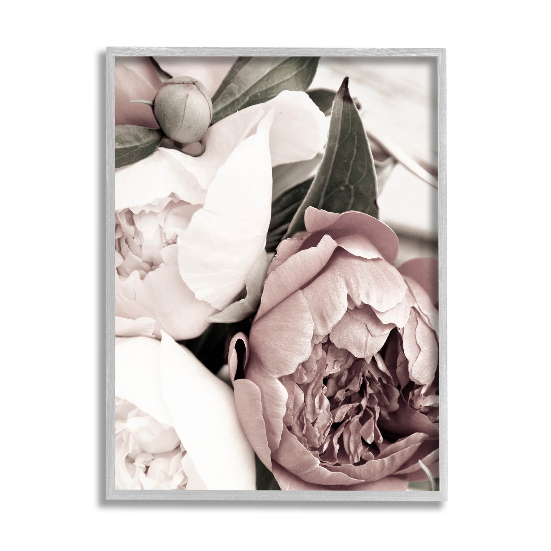 Budding Peony Petals Close Up Botanical & Floral Photograph Gray Framed Art Print Wall Art