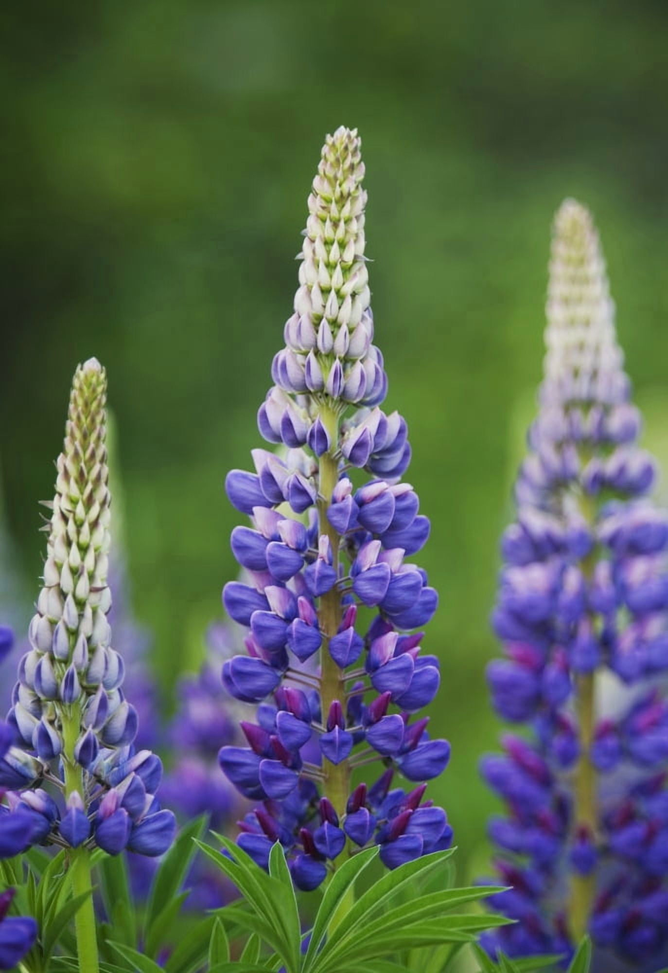 Budding Purple Lupines Thunder Bay Ontario Canada Canvas Art - Susan Dykstra Design Pics (12 x 18)