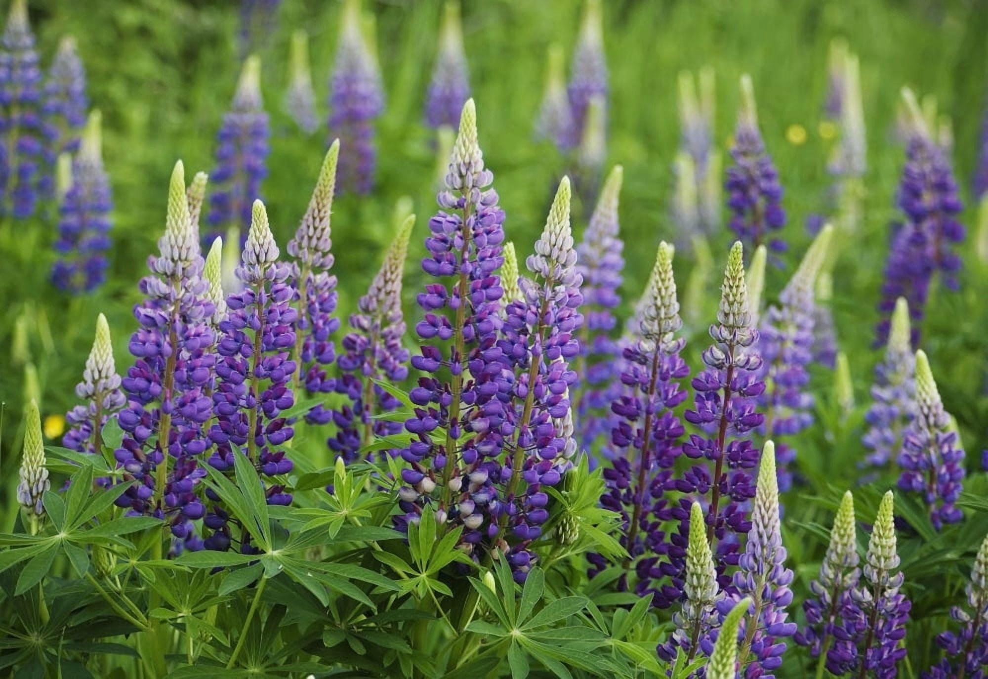 Budding Purple Lupines Thunder Bay Ontario Canada Canvas Art - Susan Dykstra Design Pics (18 x 12)