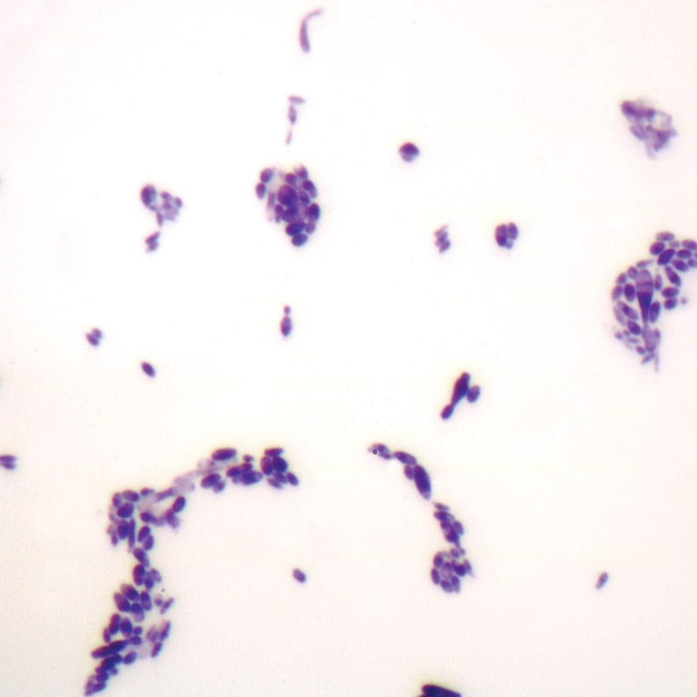 CAROLINA BIOLOGICAL SUPPLY COMPANY Budding Yeast, W.M. Microscope Slide