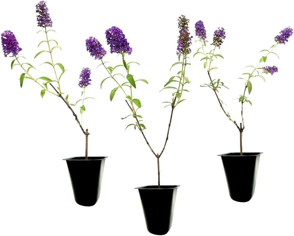 Buddleia Black Knight 3 Live Plants Fragrant Butterfly Bush, Attracts Butterflies & Hummingbirds, Drought Tolerant Flowering Shrub