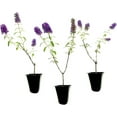 thumbnail image 1 of Buddleia Black Knight 3 Live Plants Fragrant Butterfly Bush, Attracts Butterflies & Hummingbirds, Drought Tolerant Flowering Shrub, 1 of 7