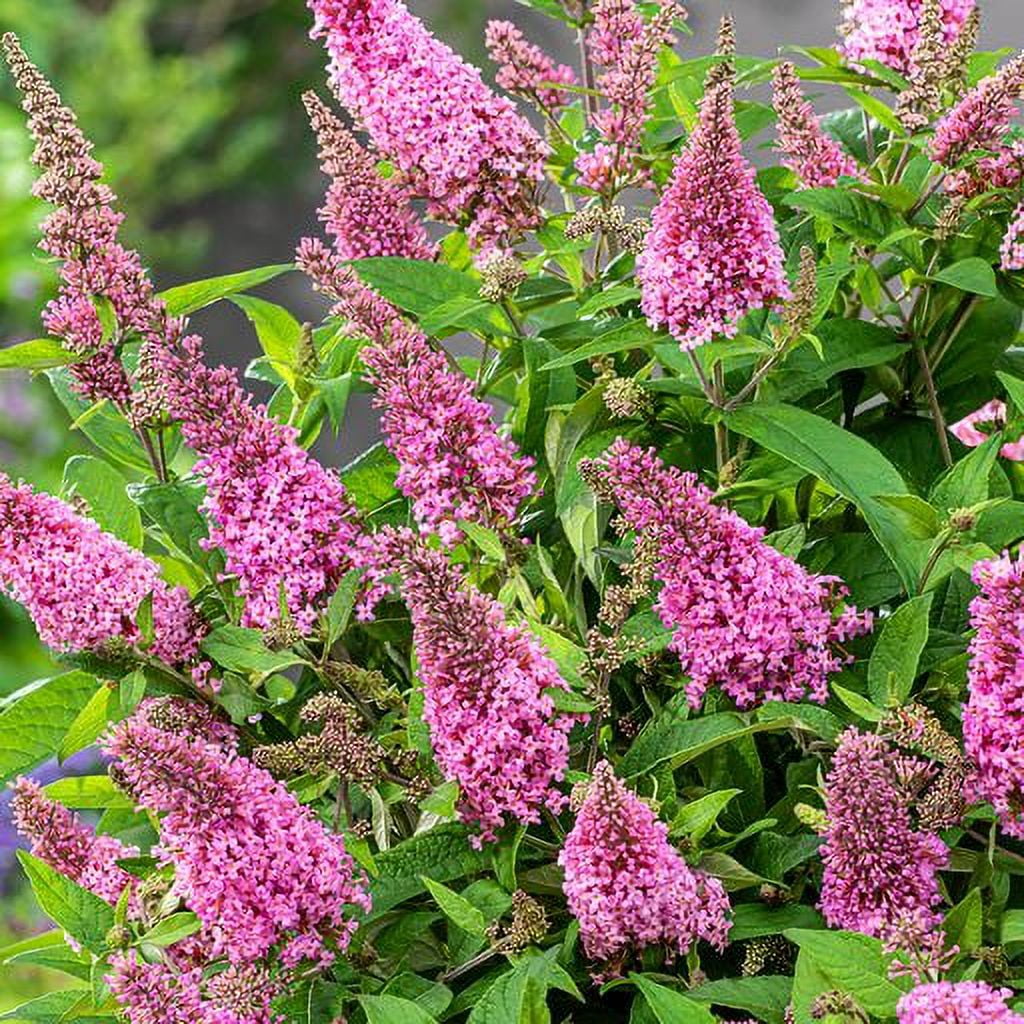 Buddleia Butterfly Candy® Lil' 'Taffy'™ (2.5 Quart) Pink Flowering Perennial - Full Sun