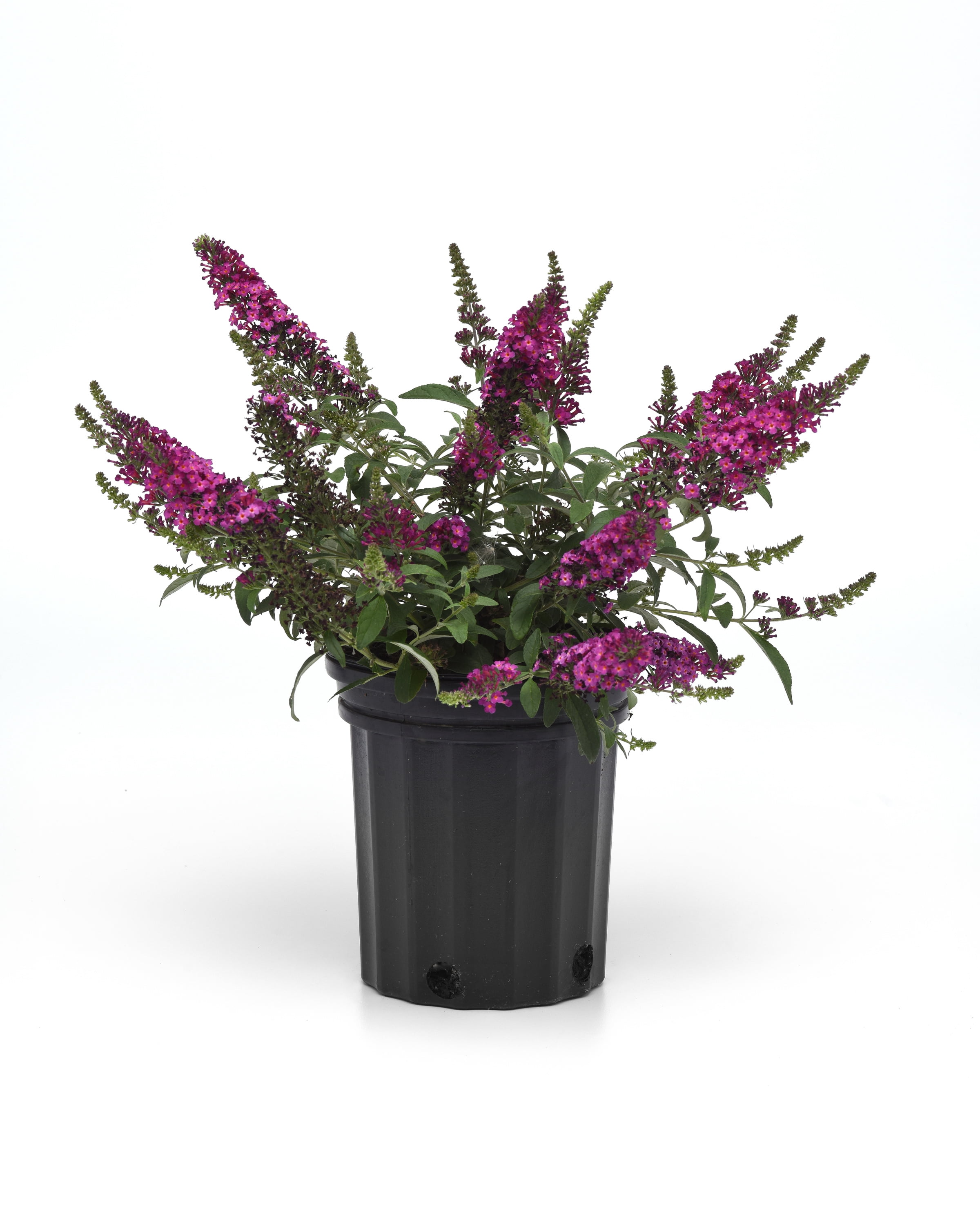Buddleia Chrysalis Cranberry - Butterfly Bush - Compact - 3