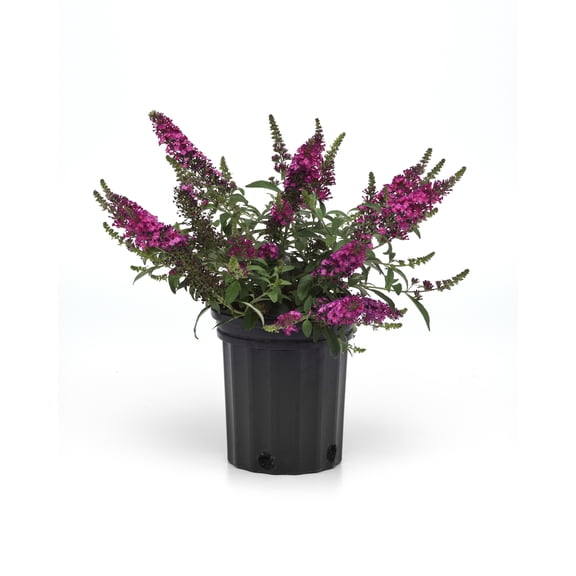 Buddleia Chrysalis Cranberry - Butterfly Bush - Compact - 3" pot