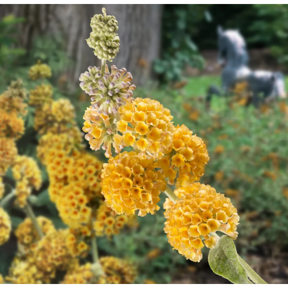 Buddleia Honeycomb Plant Live for Planting, 4 to 6 Inch Tall, Live Buddleia Flower Plant, Butterfly Bush Live Plant Indoor Outdoor, No Pot