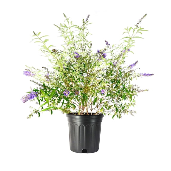 Buddleja Fragrant Florida Foliage Buddleia Nanho Blue Butterfly Bush, Fragrant Blooms ...