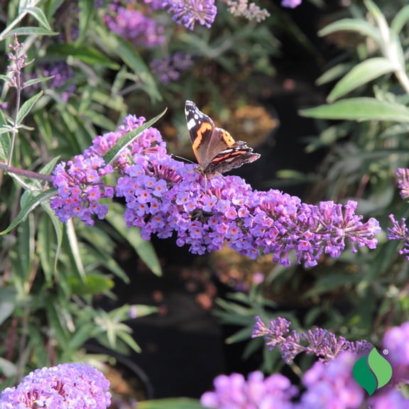 Buddleia, Nanho Blue 1 gal